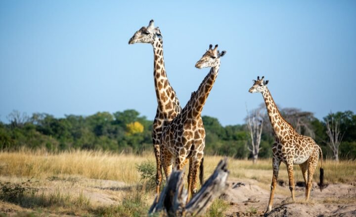Ultimate Wildlife Safari Guide for Africa in 2026