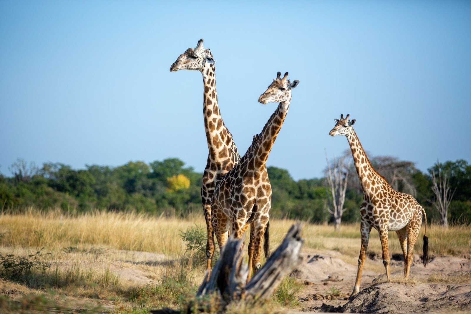 Ultimate Wildlife Safari Guide for Africa in 2026